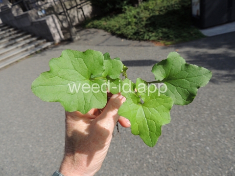 lettuce, wall